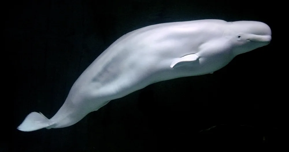 The Whales Under the Ice