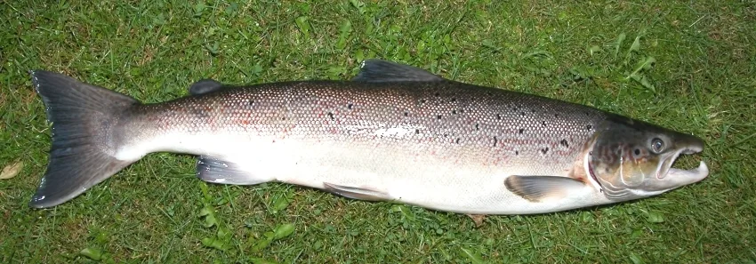 The Great Salmon Spill