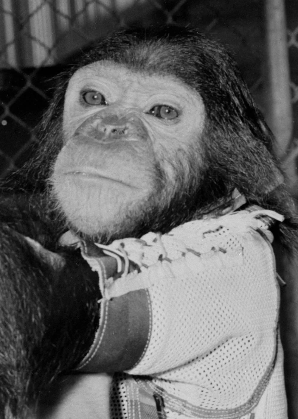 The Chimp Who Orbited