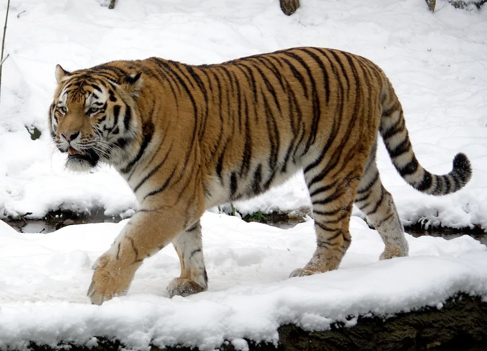 The Tiger in the Dusk