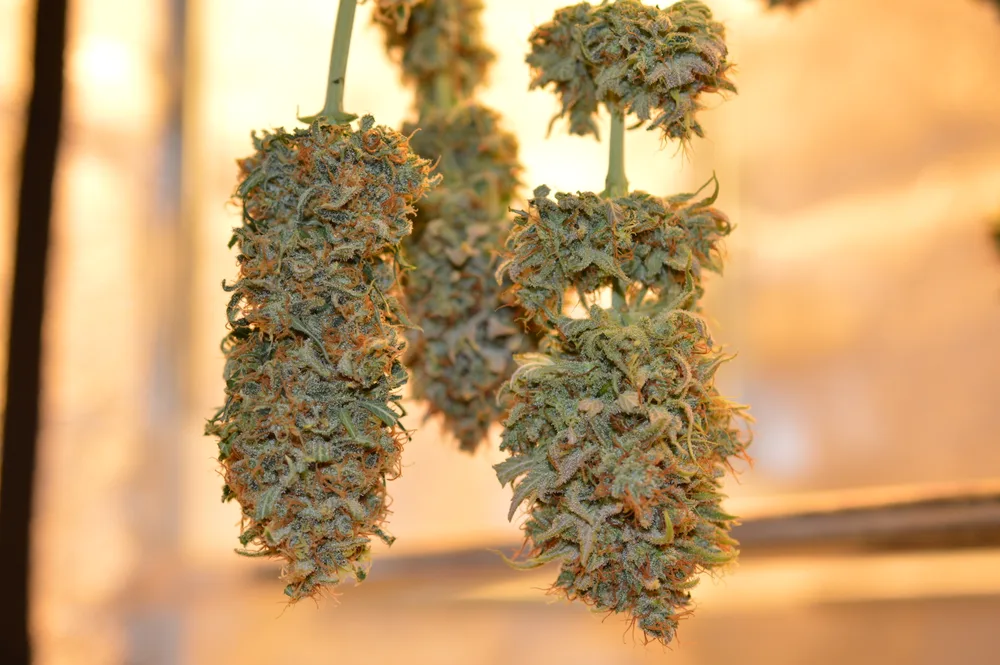 The UN Downgrades a Plant