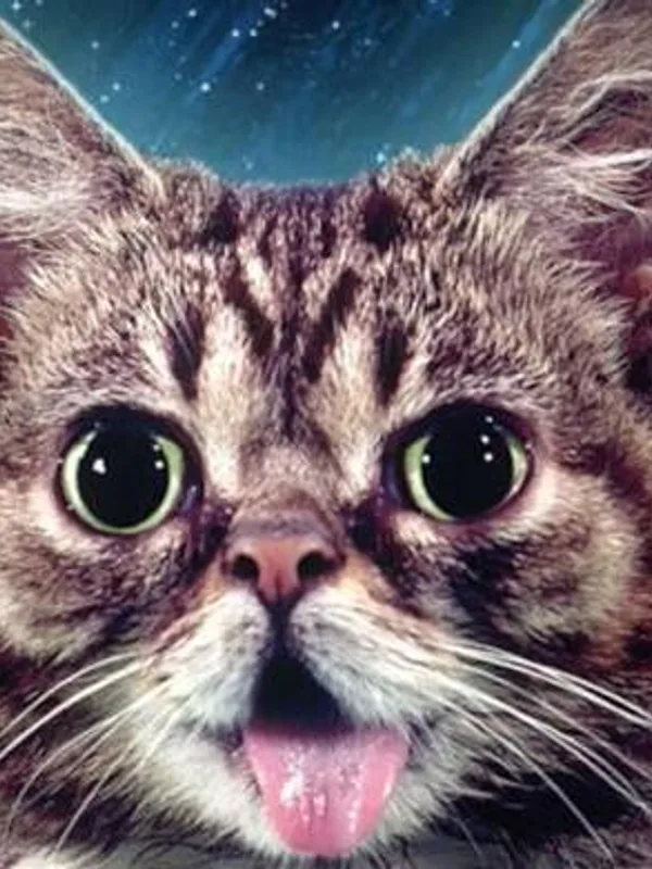 Lil Bub